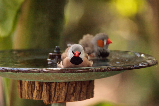 Хвіст хвоста птахів Пофіла гострауда в пташиній ванні
 - Фото, зображення