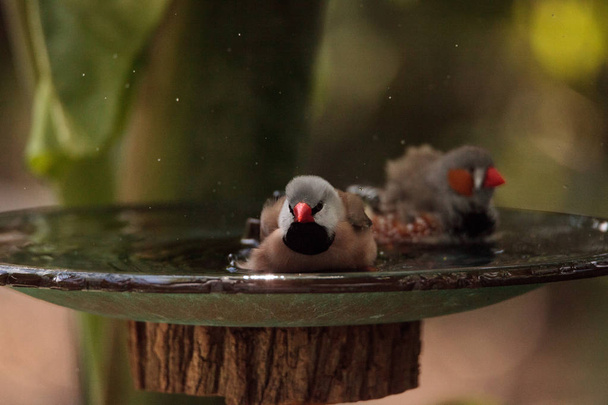 Eje cola pinzón pájaros Poephila acuticauda en un baño de aves
 - Foto, Imagen