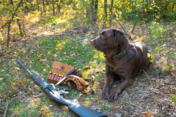 散弾銃、弾帯、カートリッジ、草と土の背景にナイフに近いラブラドール犬 - 写真・画像