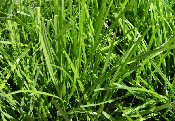 Hierba verde joven
 - Foto, imagen