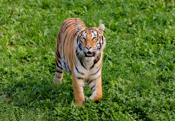 Increíble tigre.
  - Foto, Imagen