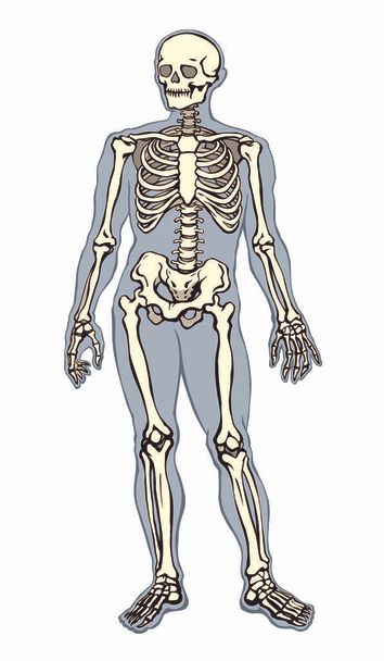 Esqueleto humano. Desenho esquemático vetorial
 - Vetor, Imagem
