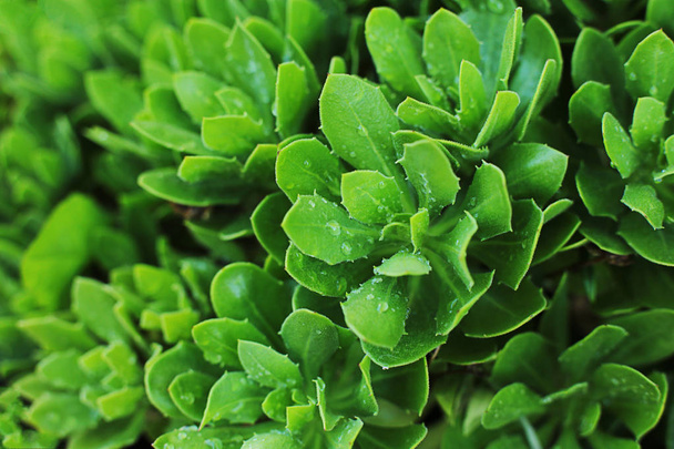 Yaz arkaplanı yeşili bitkiler - Fotoğraf, Görsel