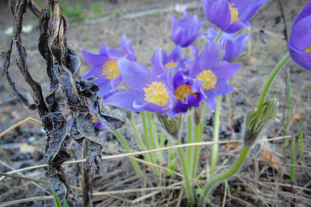 First spring flower violet Pulsatilla patens blooming forest - Photo, Image
