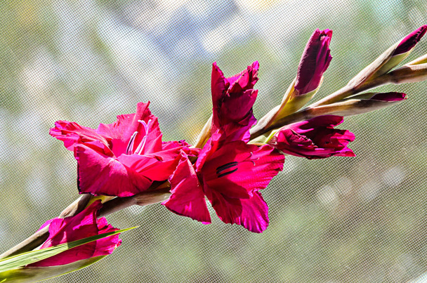 Rosa Gladiolus imbricatus flor, de cerca
 - Foto, imagen
