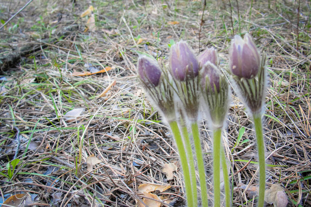 Бутоны первого весеннего цветка фиолетового Pulsatin patens цветут
 - Фото, изображение