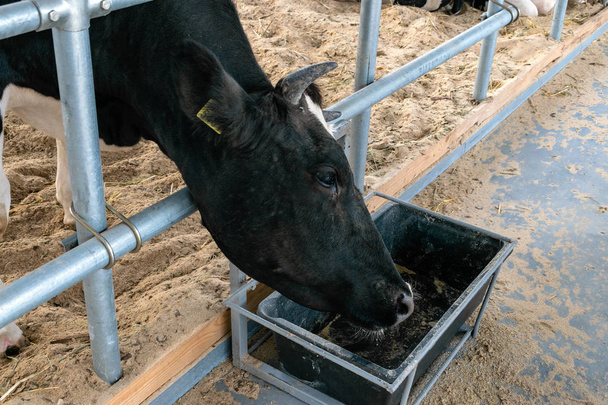 Egy fekete-fehér tehén az istállóban, közel a farmhoz. Tejelő tehenek i - Fotó, kép
