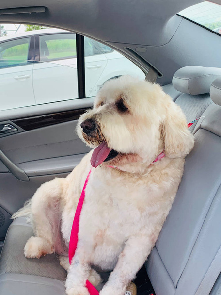 Suuri valkoinen kultainen doodle istuu autossa innokas menemään kotiin päivän jälkeen grooming. Lähemmäs. Vaaleanpunainen hihna
 - Valokuva, kuva