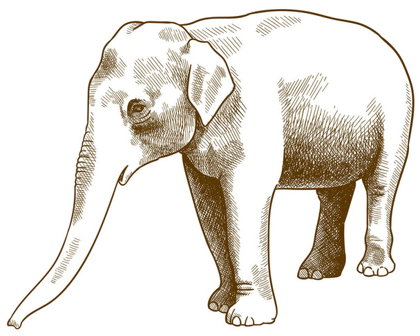 гравировка старинной иллюстрации индийского слона
 - Вектор,изображение