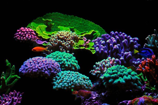 Dream Coral reef saltwater aquarium tank scene - Photo, Image