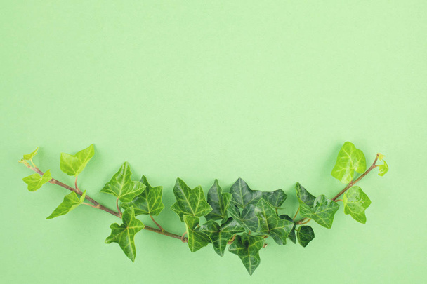 Green leaves over mint background - Foto, Bild
