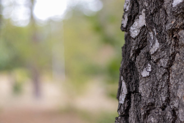 Birch Tree Trunk Bark Texture Close up on light brown blurred - Zdjęcie, obraz
