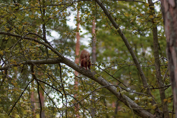 Niedliches Eichhörnchen schaut im Herbstpark vom Ast - Foto, Bild