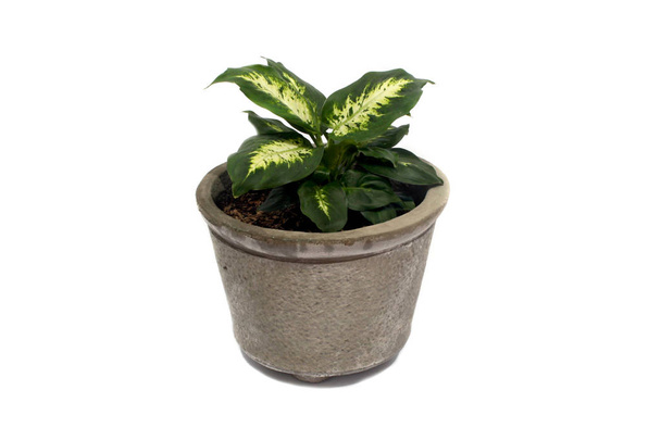 πράσινο φυτό σε γλάστρα απομονωμένο σε λευκό φόντο. - Φωτογραφία, εικόνα
