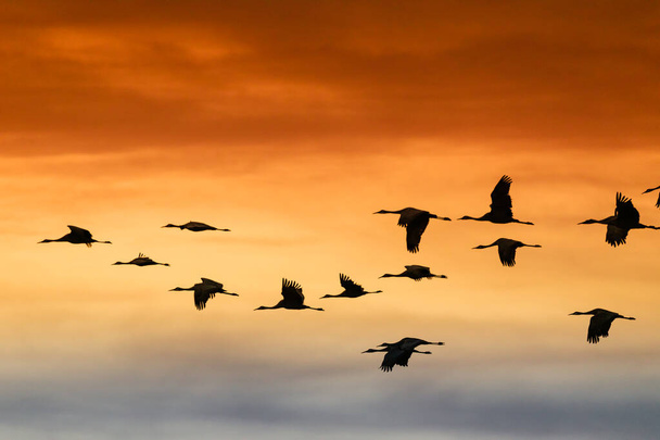 Sandhill Cranes flying at Bosque Del Apache National Wildlife Refuge at sunset - 写真・画像