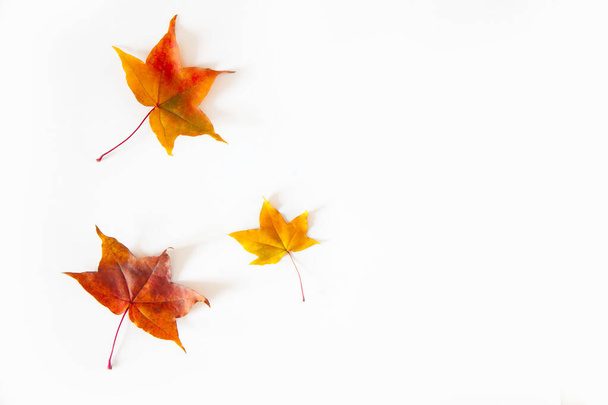 Podzimní pozadí s červenými, žlutými, oranžovými listy javoru - Fotografie, Obrázek