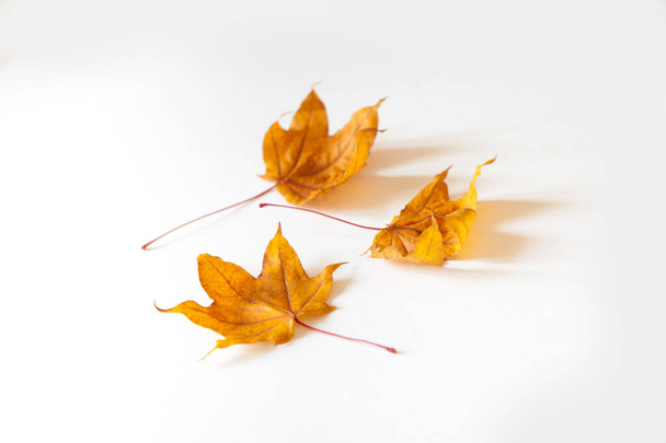 Podzimní pozadí s červenými, žlutými, oranžovými listy javoru - Fotografie, Obrázek