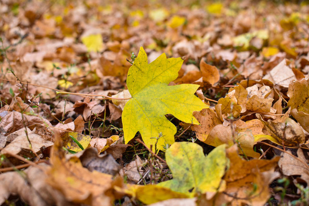 bunte Herbstblätter. Natürlicher Hintergrund. gelbes Ahornblatt auf dem Hintergrund alter brauner Blätter. - Foto, Bild
