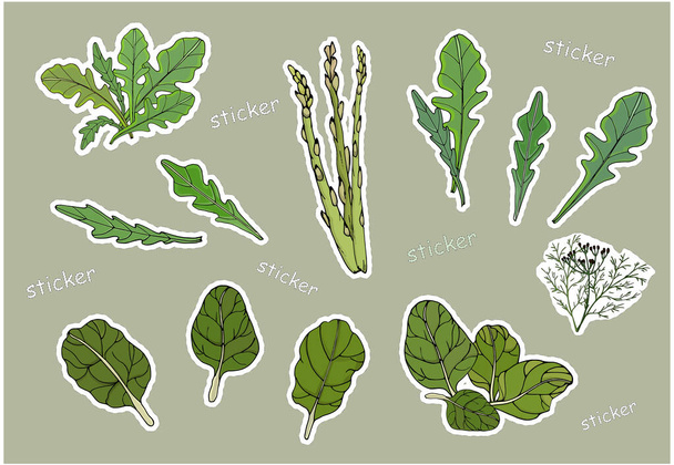Foglie di lattuga verde, spinaci e asparagi sotto forma di adesivi isolati
. - Vettoriali, immagini