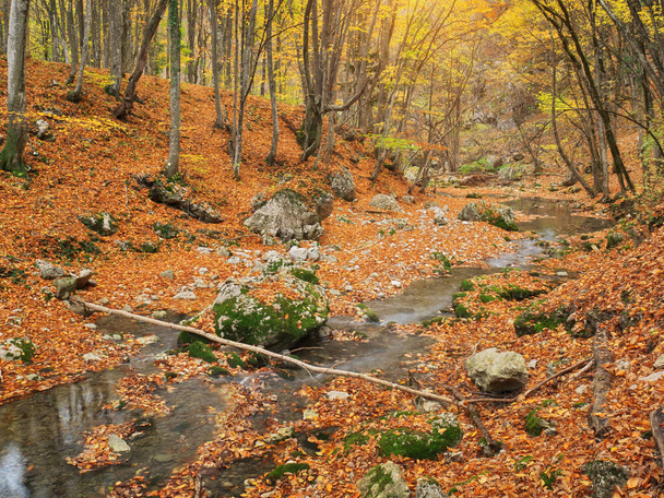Autumn in forest and river flow. - Фото, зображення
