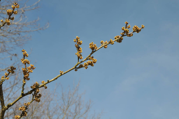 tiny yellow blossoms of a virginian witch hazel - Photo, Image