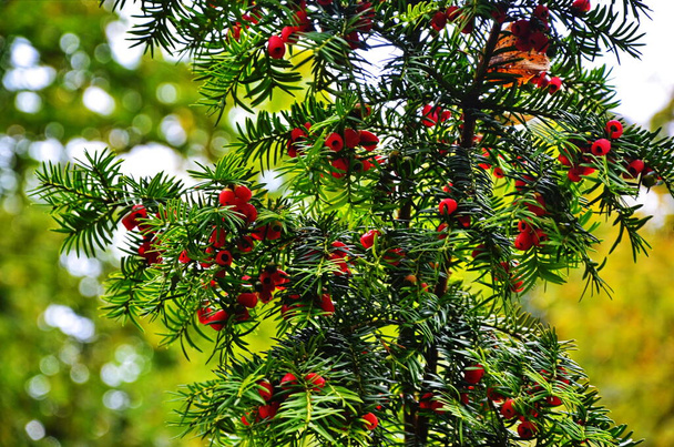 Taxus baccata (yew tree) - Photo, Image