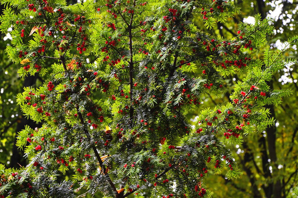 Таксус бакката (тисовое дерево)
) - Фото, изображение