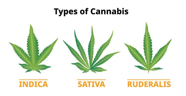 Types of cannabis, marijuana leaves comparison, Vector - Vector, Image