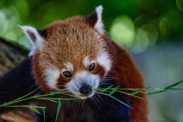 Красная панда, Ailurus fulgens, также называемая меньшей пандой
. - Фото, изображение