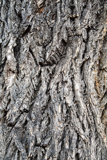 stary szary kory drzewa - Zdjęcie, obraz