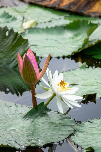 beautiful pink water lily in the garden pond - Foto, Bild