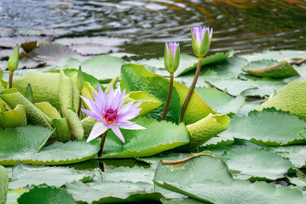 beautiful purple water lily in the garden pond - Foto, afbeelding