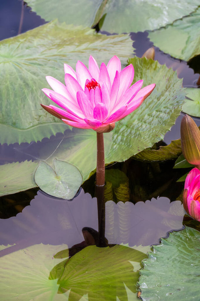 beautiful pink water lily in the garden pond - Fotografie, Obrázek