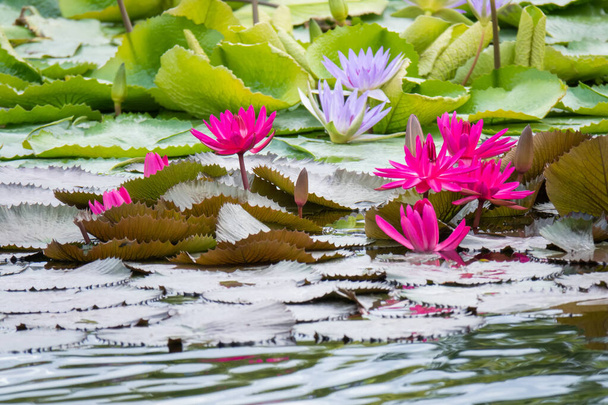 красива рожева водяна лілія в садовому ставку
 - Фото, зображення