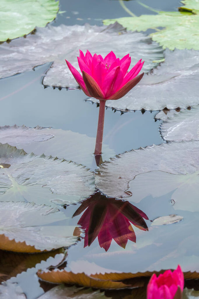 beautiful pink water lily in the garden pond - Foto, afbeelding