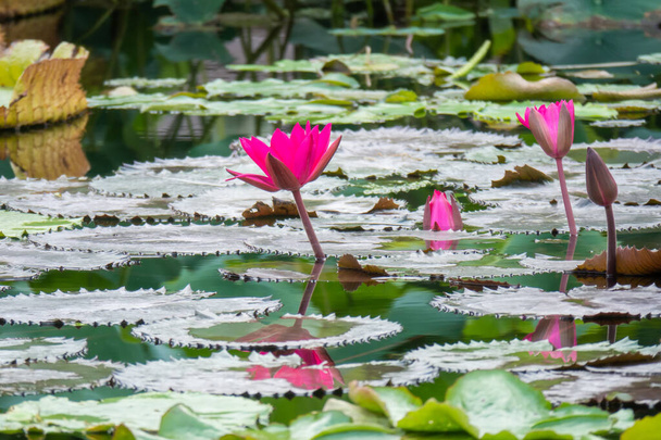 beautiful pink water lily in the garden pond - Foto, imagen