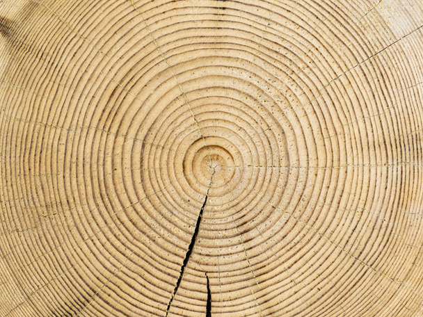 tree trunk cut with annual rings. - Photo, Image