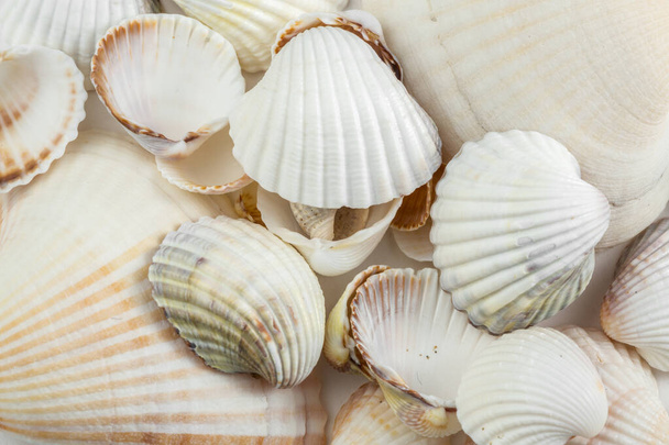 background of small shells beige shades on a white background. - Zdjęcie, obraz