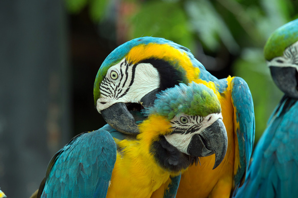 parrots - Foto, afbeelding