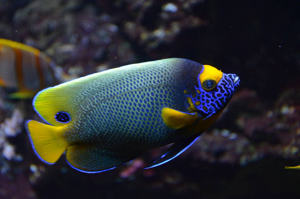 Tropical fish in aquarium, Berlin - Fotó, kép