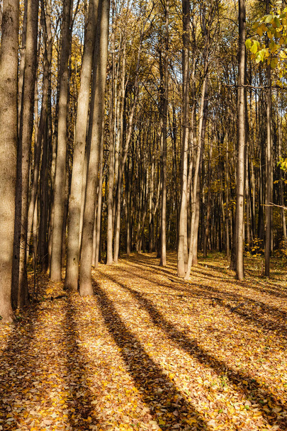 Long shadows from tall trees  - Photo, Image