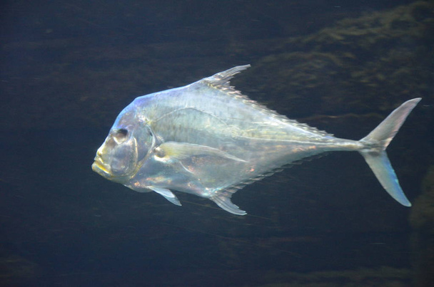 Lockdown fish Selene dorsalis Atlantic, acuario Berlin Alemania
 - Foto, Imagen