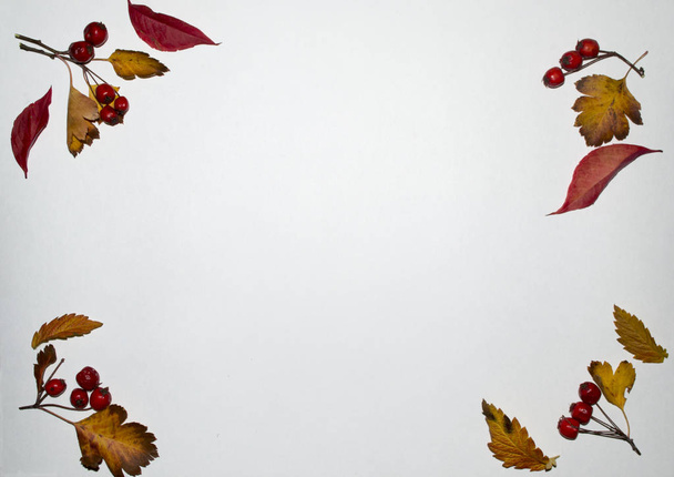 Осенний состав листьев, выложенных на белом фоне
 - Фото, изображение