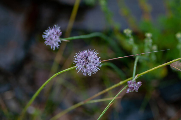 Devils-bit Scabious, Succisa pratensis, άνθη μακροεντολή με σκούρο φόντο bokeh, επιλεκτική εστίαση, ρηχή - Φωτογραφία, εικόνα