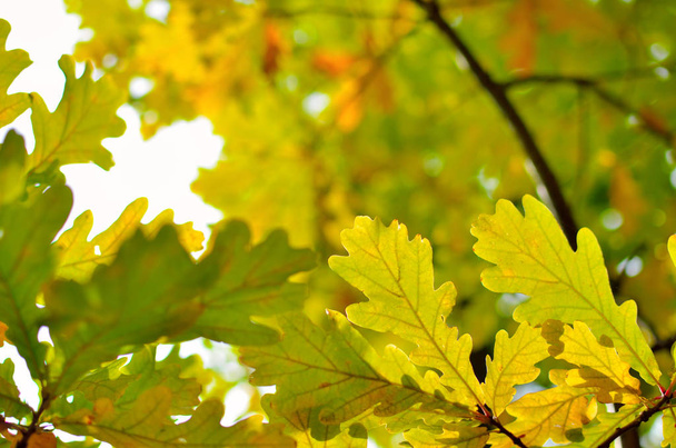 Yellow and red leaves on trees in autumn park. Abstraction of colorful autumn leaves. - Photo, Image