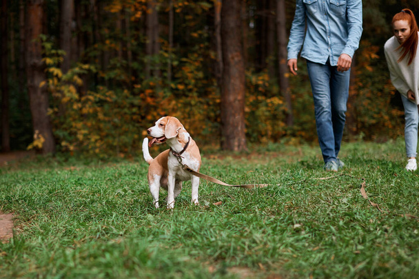 nice dog is walking in the forest with owners - Valokuva, kuva