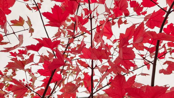 Autumn colorful red maple leaf of Japanese garden from under the maple tree. Autumn branch of maple tree with red leaves - Fotografie, Obrázek