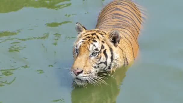Tigre du Bengale (Panthera tigris tigris) nageait dans l'étang, en temps réel
. - Séquence, vidéo