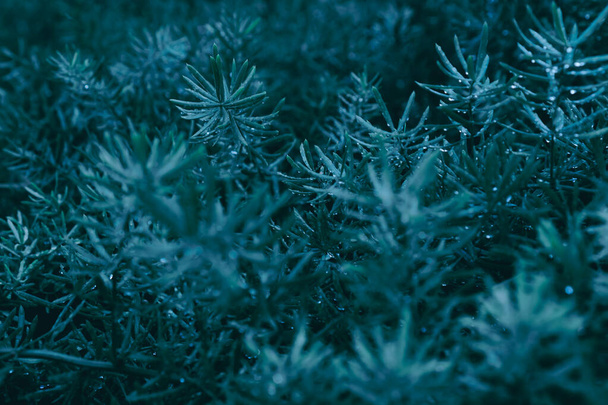 Selektywne skupienie zamknięte tropikalny zimowy liść Boże Narodzenie motyw ton zimowy. - Zdjęcie, obraz