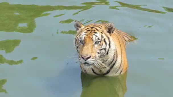 Бенгальський тигр (Panthera tigris tigris) плавав у ставку в реальному часі.. - Кадри, відео